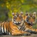 India Expands Tiger Habitat