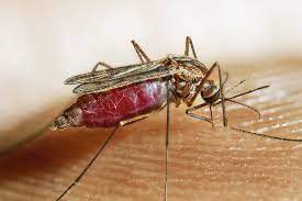 India Cuts Malaria Cases by 69%, Exits High-Burden Group: WHO Report