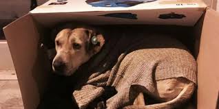 Let Compassion Shine Bright for Stray Animals This Harsh Winter