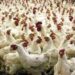 Government Mandates Poultry Farm Registration  Amid Surge in Avian Influenza Outbreaks