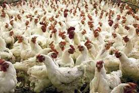 Government Mandates Poultry Farm Registration  Amid Surge in Avian Influenza Outbreaks