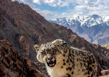 India’s Cold Desert in Lahaul-Spiti now UNESCO’s  Biosphere Reserve