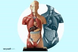 RML Hospital Doctors Perform Minimally Invasive Surgery on Mirror Image Heart Patient