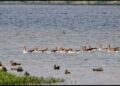 UP’s Shekha Jheel Bird Sanctuary is India’s 99th Ramsar site