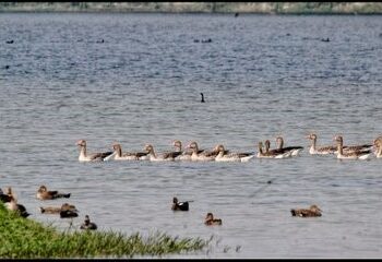 UP’s Shekha Jheel Bird Sanctuary is India’s 99th Ramsar site