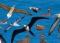 Birds as Bio-Sentinels: Seabirds Map Hidden Mercury Hotspots Across Oceans