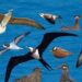 Birds as Bio-Sentinels: Seabirds Map Hidden Mercury Hotspots Across Oceans