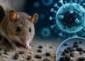 India Steps Up Surveillance After Hantavirus Cases on Cruise Ship; WHO Says Global Risk Remains Low