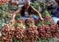 Centre Forms Expert Panel as Litchi Pest Crisis Hits Bihar Farmers
