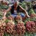 Centre Forms Expert Panel as Litchi Pest Crisis Hits Bihar Farmers