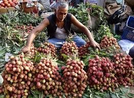 Centre Forms Expert Panel as Litchi Pest Crisis Hits Bihar Farmers