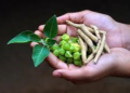 Govt Study Finds Ashwagandha Safe for Liver, Kidney