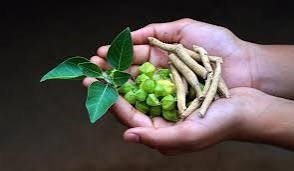 Govt Study Finds Ashwagandha Safe for Liver, Kidney
