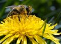 As climate warms, insects may run out of places to escape