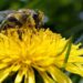 As climate warms, insects may run out of places to escape