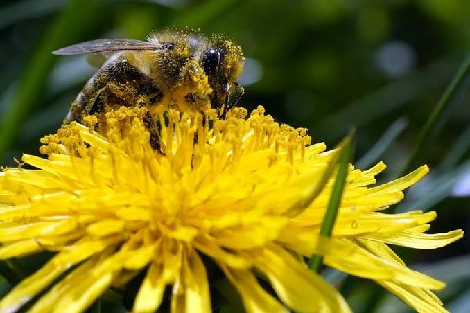 As climate warms, insects may run out of places to escape