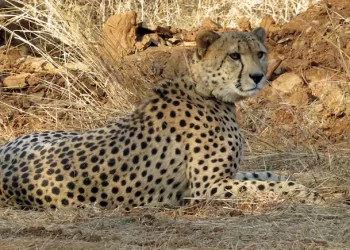 Centre Orders Probe Into Cheetah’s Death In Madhya Pradesh