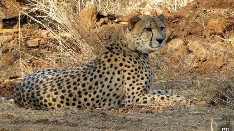 Centre Orders Probe Into Cheetah’s Death In Madhya Pradesh